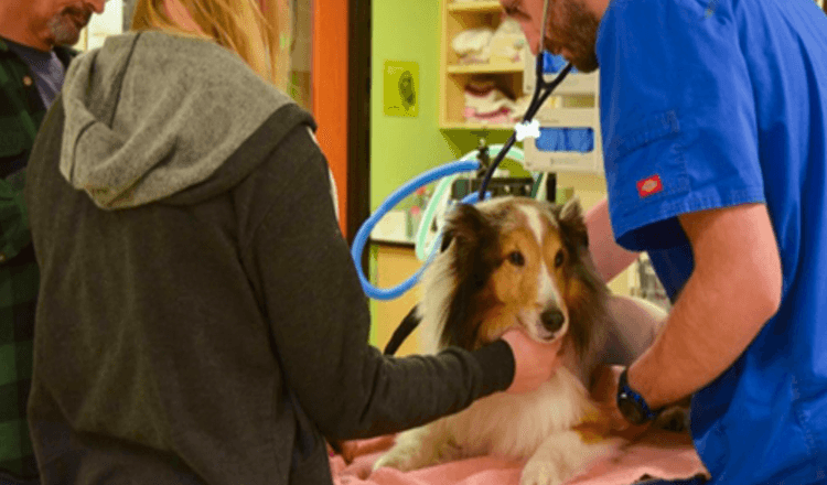 Ochrnutý pes měl být utracen, než veterinář ucítil klíště