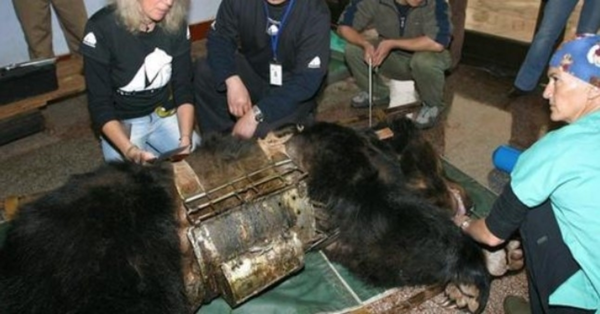 Medvěd osvobozený po 9 letech v “mučící vestě” poprvé vidí vodu