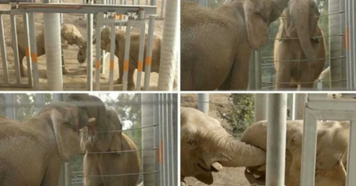 Slonice, která 37 let nepotkala jiného svého druhu, si jemně propletla chobot s novým přítelem