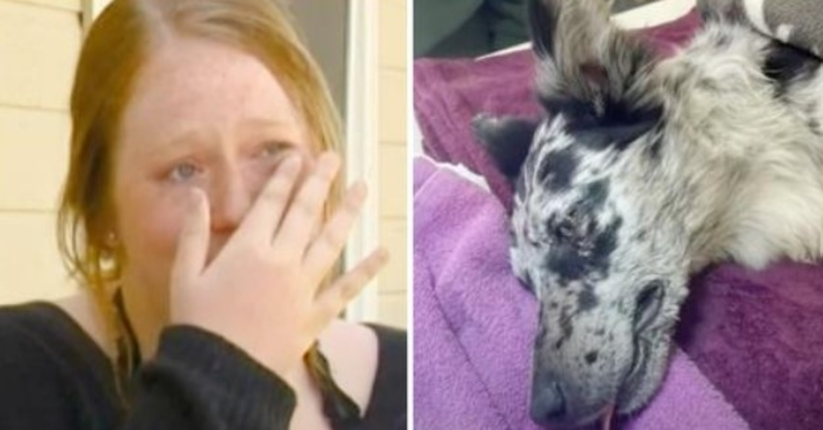 Veterinář odhalil znepokojivou příčinu náhlých záchvatů devítiměsíčního štěněte