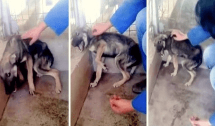 Pes byl tak týraný, že hlasitě křičí strachy, když se ho záchranář snaží dotknout