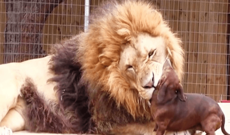 Diváci zpanikařili, když se drobný vídeňský pes dostal příliš blízko k obrovskému 500kilovému lvovi