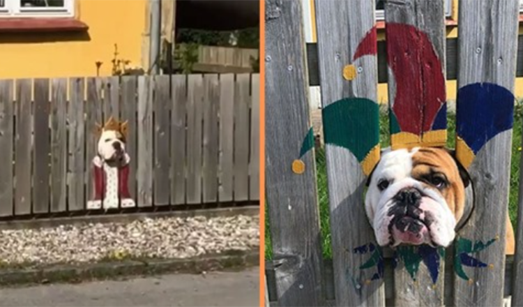 Žena natřela plot zvědavému buldokovi – kolemjdoucí to považují za vtipné