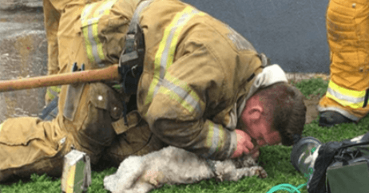 Hasič se odmítá vzdát záchrany malého psa z hořícího domu