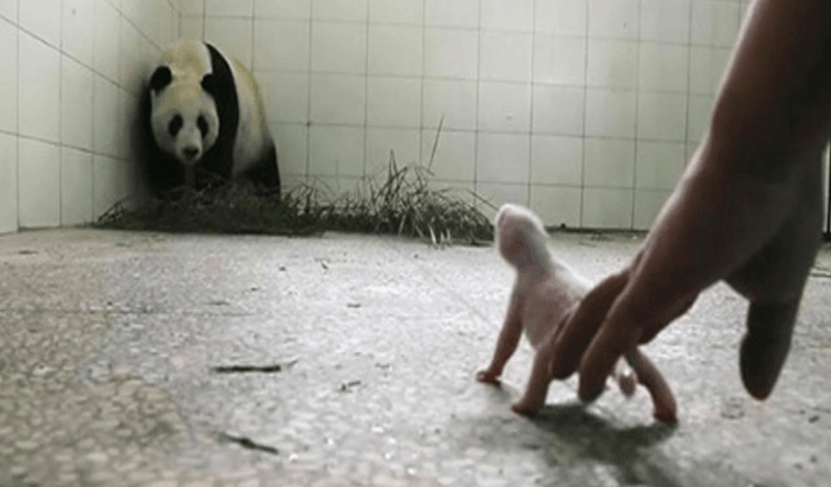 Ošetřovatelé se obávají, že panda odmítne své mládě, dokud kamery nezachytí instinkty matky