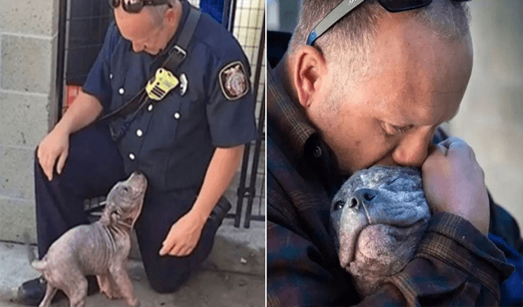Odhozené štěně pitbulla adoptoval hasič, který ji zachránil