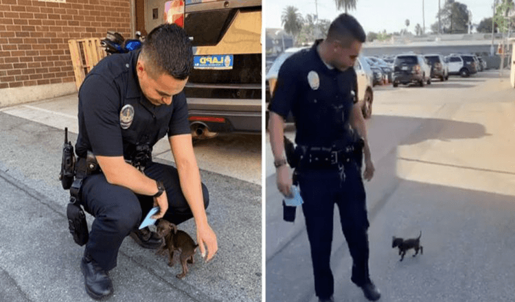Maličké štěně pronásleduje policistu poté, co bylo opuštěno, a prosí ho, aby ho vzal domů