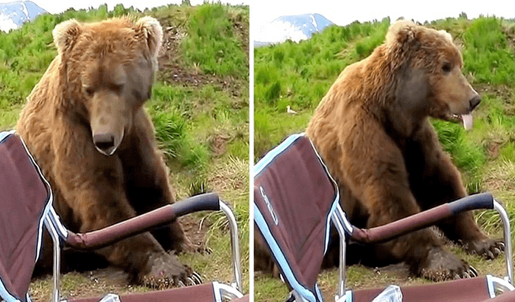 Medvěd se probudí ze spánku, přistoupí k táborníkovi a sedne si hned vedle něj