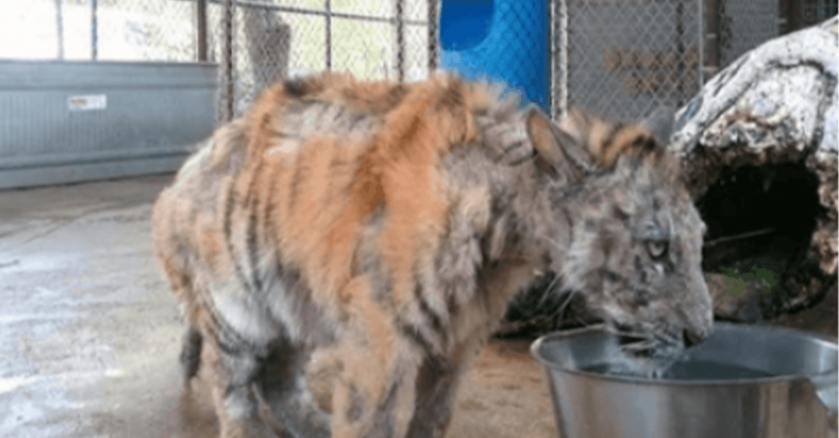 Zanedbané tygří mládě zachránili z cirkusu a neuvěřitelně se zotavilo