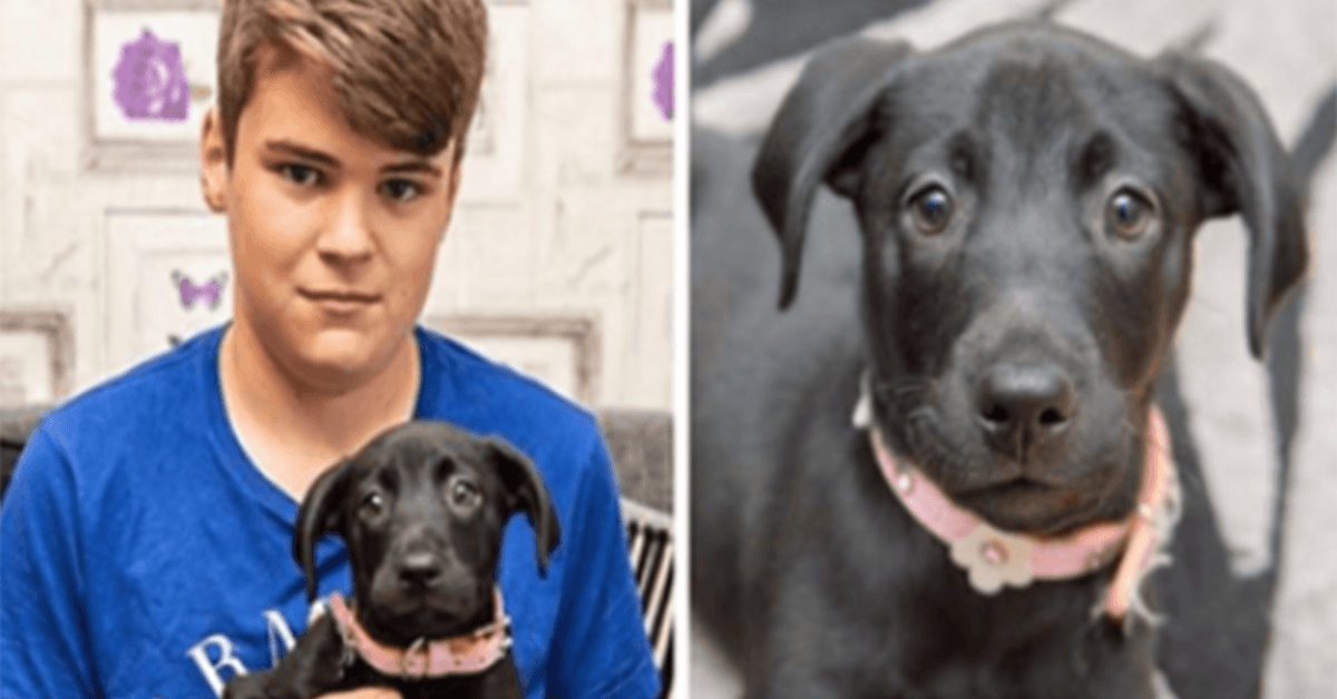 Šikanovaný teenager si osvojil nechtěné štěně “klokana”, které se narodilo se šesti nohama