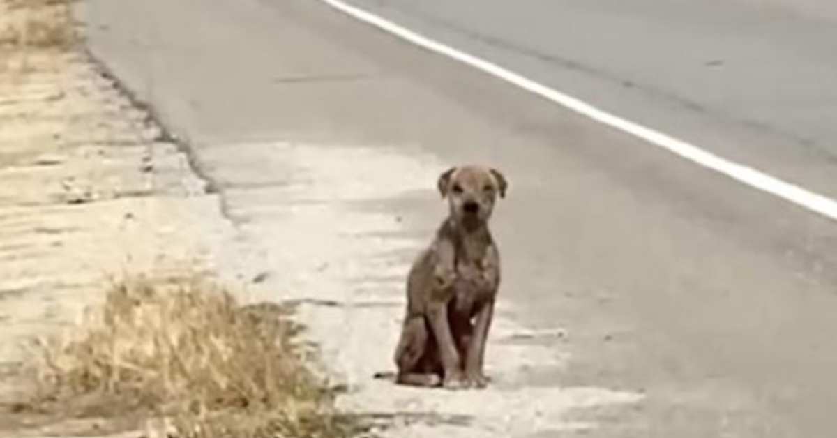 Vyděšený a smutný pes sedící u silnice, kterému chybí jeho lesklý kabát, hledá lásku