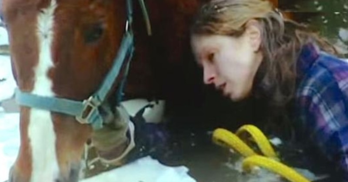 Hrdinný vlčí pes zachránil majitele a slepého koně před umrznutím