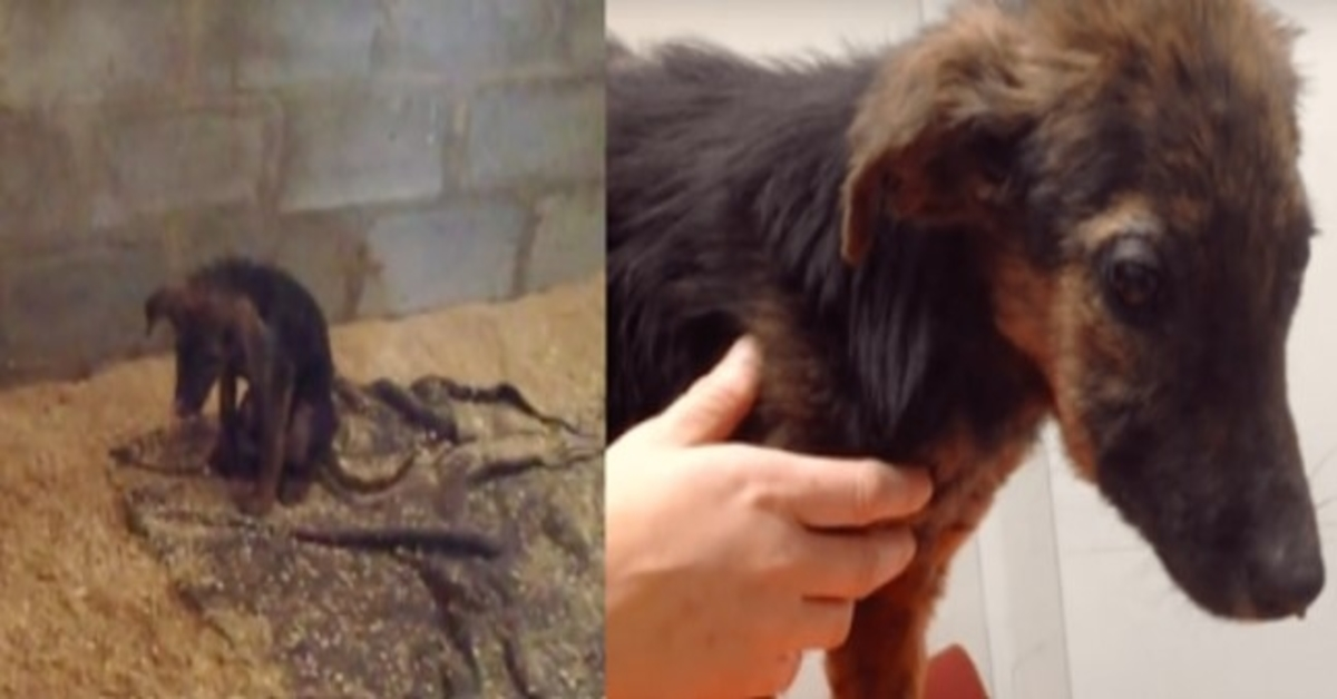 Majitel přivedl štěně k eutanázii, protože si “nehrálo”, záchranáři dokázali rychle zasáhnout