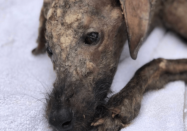 Záchranář, který dává umírajícímu pouličnímu psovi lásku, mu znovu rozzáří oči