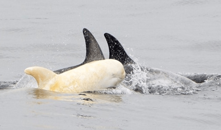 Spatřen vzácný albínský delfín a je těžké uvěřit, že je skutečný