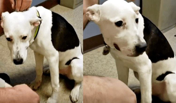 Adoptované štěně se po týdnu vrátilo do útulku