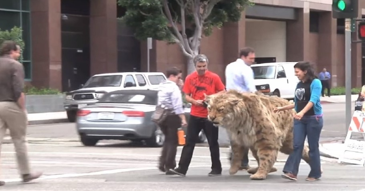 Šavlozubý tygr se dostal do ulic a nebezpečně se přiblížil k dítěti