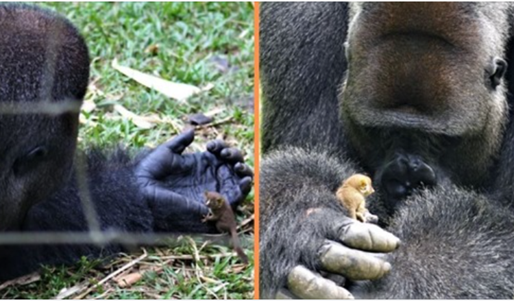 Obrovská gorila navázala srdečné přátelství s malým mládětem z keře
