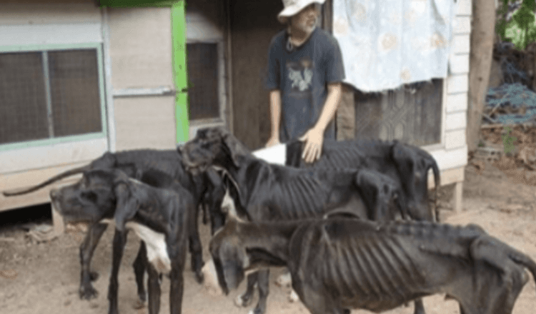 Thajský král adoptoval 13 vyhladovělých německých dog, které byly nalezeny na chovné farmě na pokraji smrti