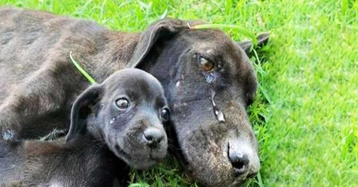 Vyčerpaná psí matka nalezena plačící, protože se nemohla postarat o svá štěňata