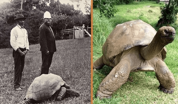 Želva Jonathan, které je 189 let, byla vyfotografována v roce 1902 a dodnes žije (+8 fotografií)