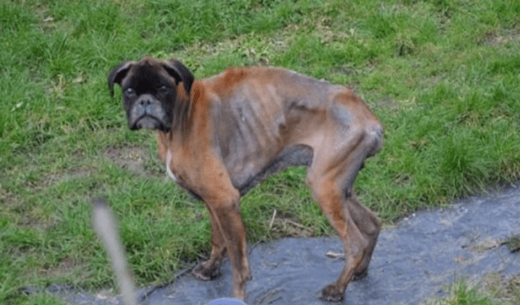Po smrti svých majitelů zůstal pes 2 roky v zuboženém stavu a žil na ulici