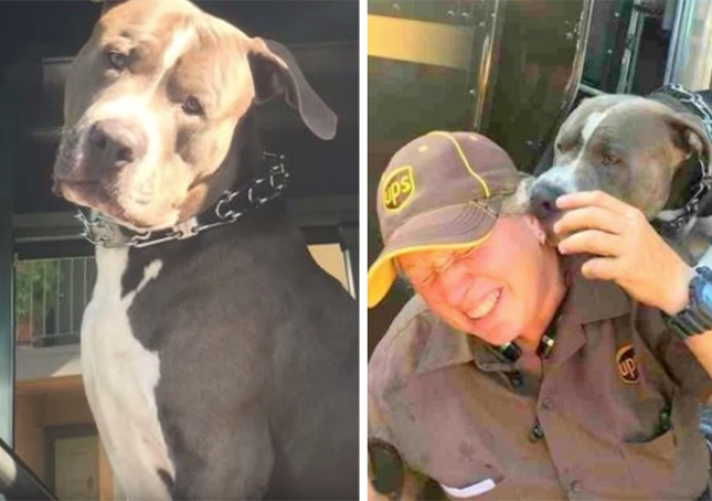 Pes po smrti své matky stále pláče, prosí zaměstnance UPS, aby mu poskytl nový domov