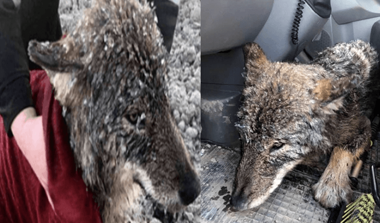 Muži zachránili vlka, o kterém si mysleli, že je pes, před utonutím v ledové vodě