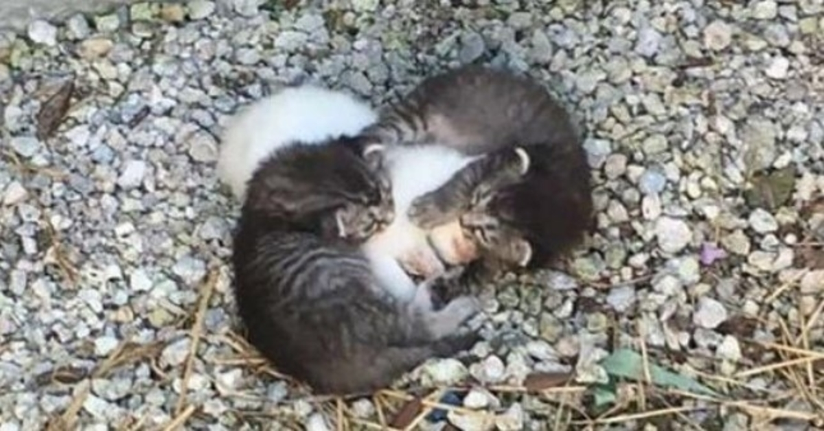 Dvě malá koťata měla na starost nemocnou sestru, ale pak potkala skutečnou matku