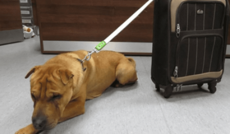 Pes byl opuštěn na nádraží s kufrem plným věcí