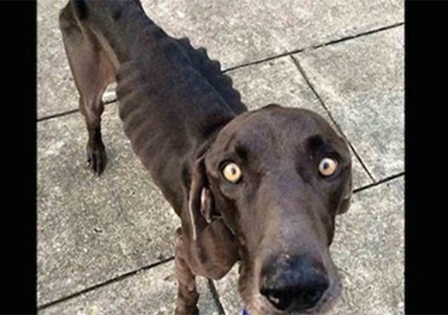 Hladovějící pes, který přežíval pojídáním větviček a kamenů, se dočkal svého štěstí
