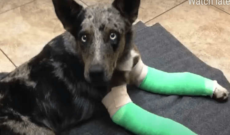 Pes se dvěma zlomenýma nohama se potácí k odlehlé stanici strážců parku a hledá pomoc