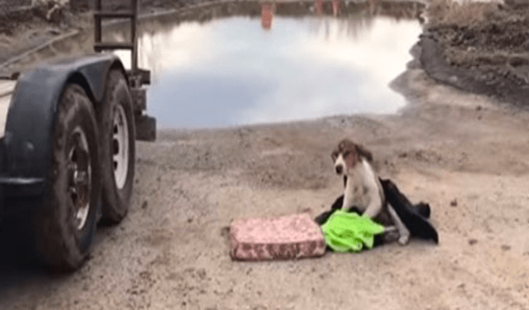 Odhozený pes, který se nemohl postavit, čeká na pomoc
