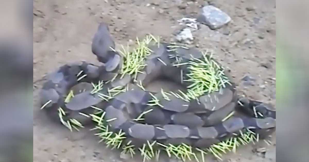 Velký had nalezen svíjející se v bolestech poté, co litoval, že sežral dikobraza