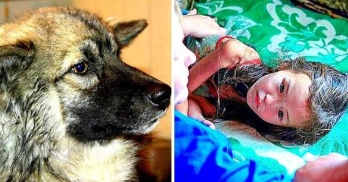 Věrný pes udržel ztracené tříleté dítě 12 dní naživu v divoké sibiřské divočině