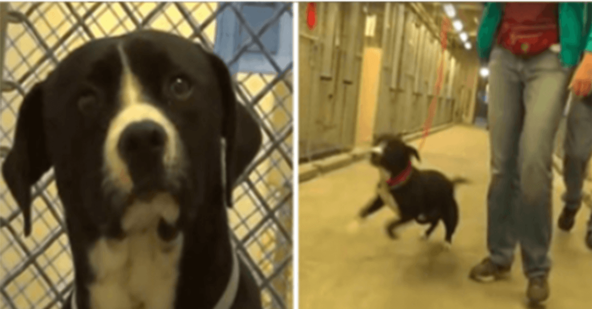 Pes z cely smrti si uvědomil, že byl adoptován, a doslova skákal radostí