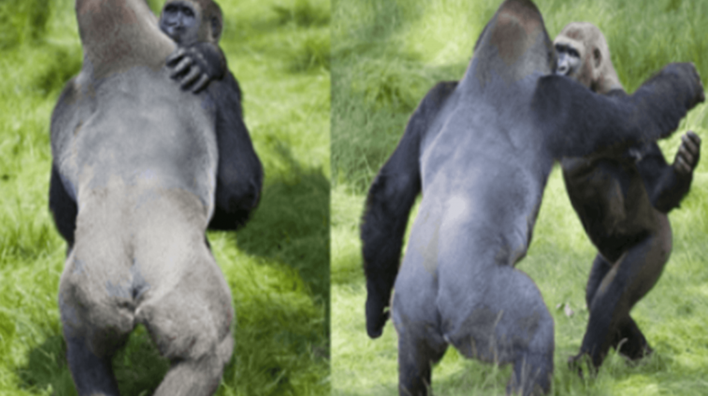 Dojemný okamžik, kdy se dvě gorily po třech letech odloučení znovu objímají
