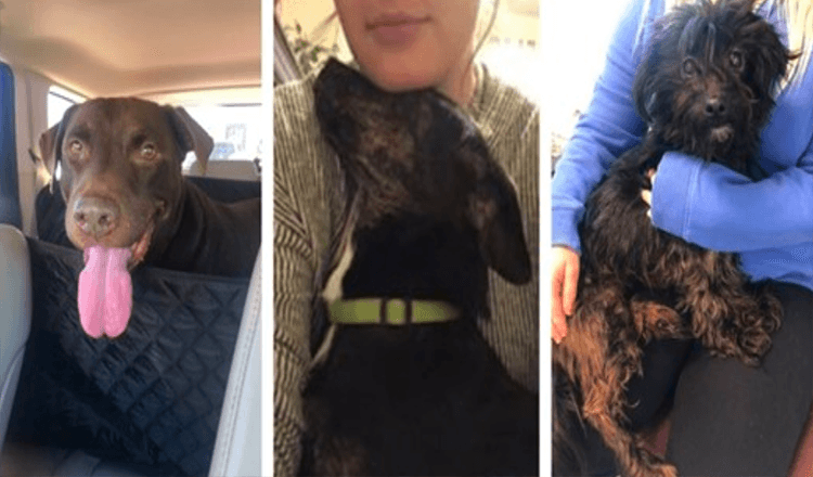 Žena zamířila do útulku, aby zachránila psa odsouzeného k smrti, ale nakonec zachránila tři psy