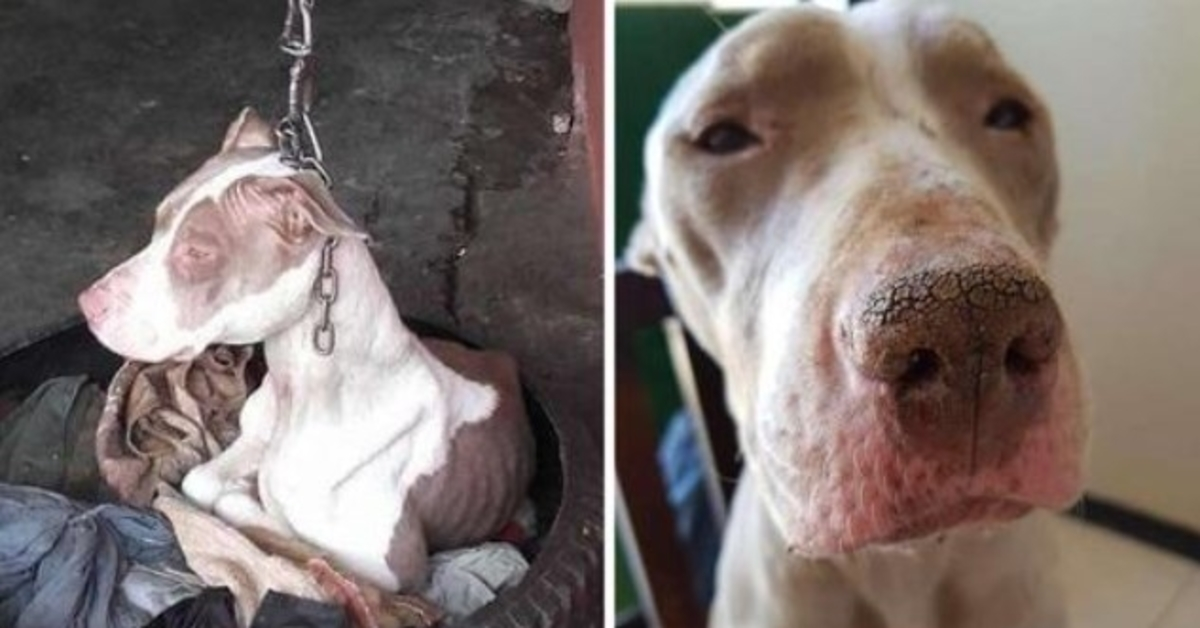 Lidé zachránili psa, kterého drželi na tak krátkém řetězu, že si nemohl ani odpočinout a teď je šťastný