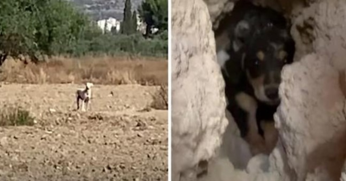 Maminka zpovzdálí sledovala, jak se jí pokoušejí vzít pohřbená štěňata