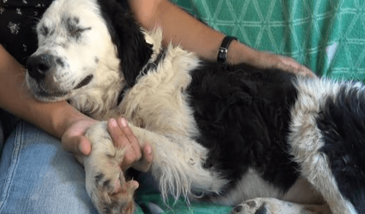 Nespavý pes ležel vedle ženy a poprvé od záchrany zavřel oči