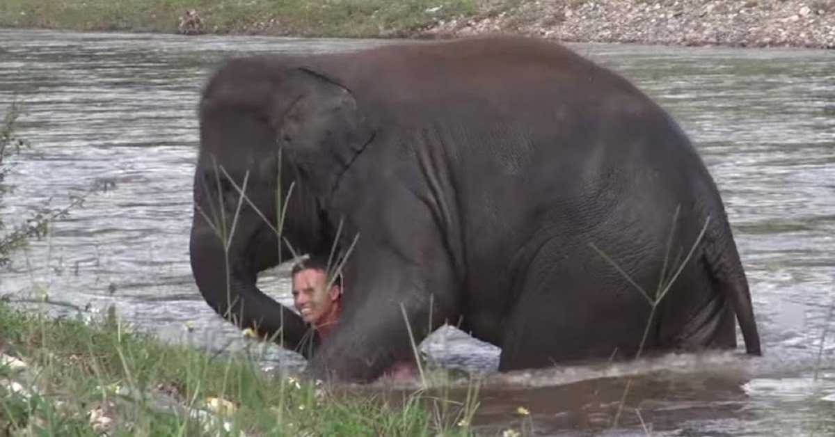 Slonice se snažila zachránit svého ošetřovatele, když si mylně myslela, že se topí!