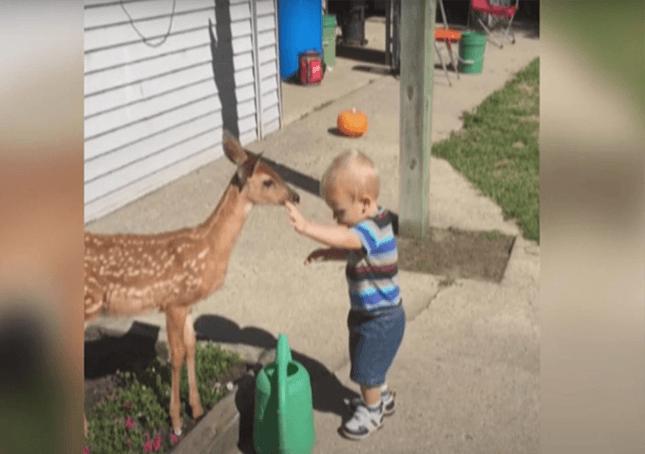 Malý chlapec se spřátelil s jelenem a dostal za to mnohem víc, než si přál