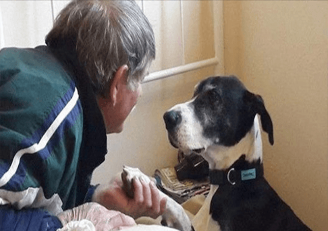 Záchranář píše srdceryvný dopis majitelům německé dogy, kteří ji opustili v křoví