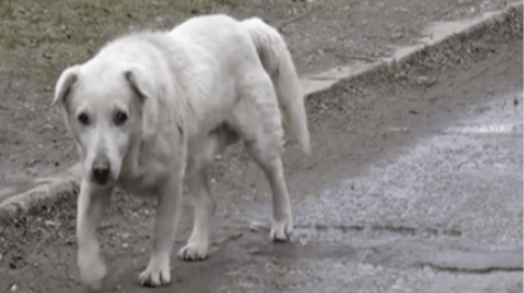 Pes se zlomeným srdcem po shledání s majitelem, který ho už nechtěl