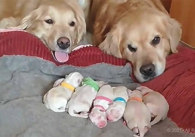Rodiče zlatých retrívrů hlídají svá novorozená štěňata (video)