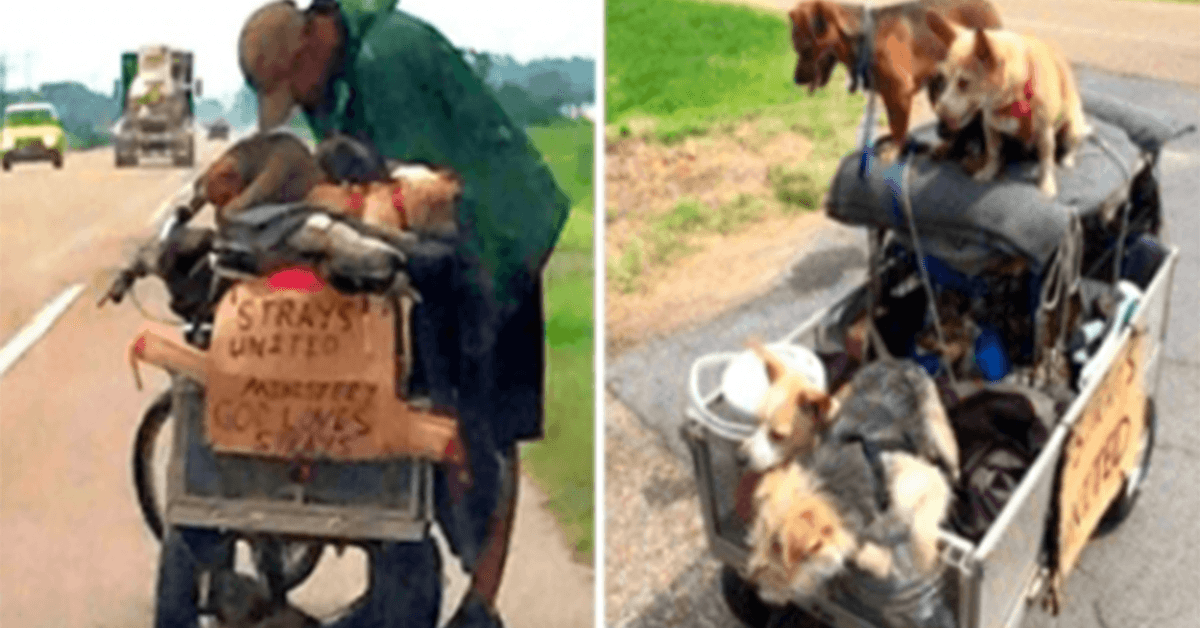 Žena vidí bezdomovce tlačícího vozík plný toulavých psů, zastaví se a zeptá se na jeho příběh