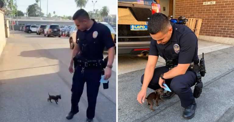 Drobné štěně honí policistu poté, co bylo opuštěno, a prosí ho, aby si ho vzal domů