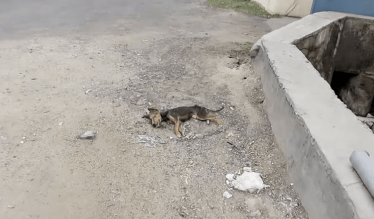 Umírající štěně vrtí ocasem, když se přibližují záchranáři