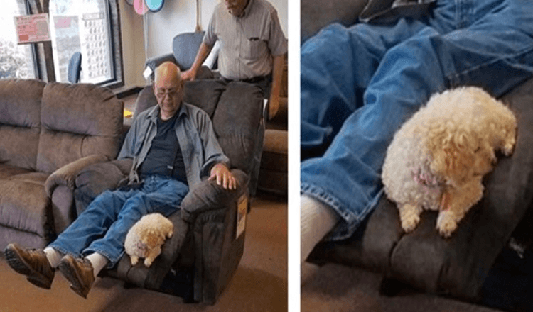 Děda přivedl svého psa do obchodu s nábytkem, aby se ujistil, že schválila jejich novou židli